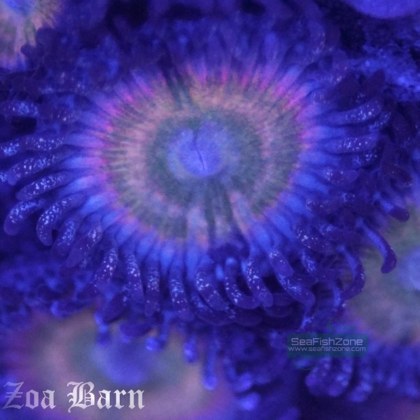 Baby\'s Breath.jpg