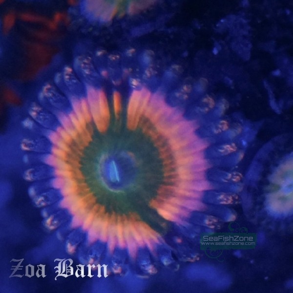 CB Rainbow Infusion.jpg