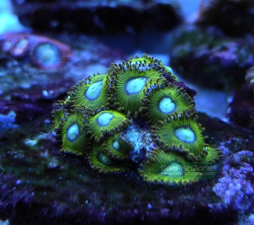 zoa7.JPG