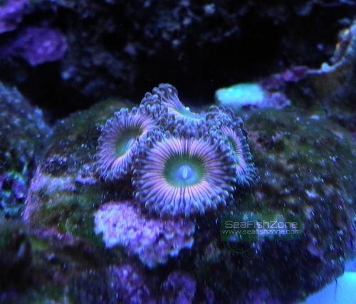 zoa8.JPG