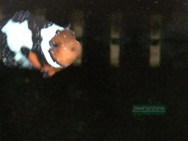 �p���z�ռ�